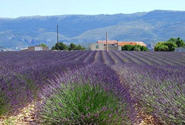 Lavendelfelder in der Provence, Südfrankreich
